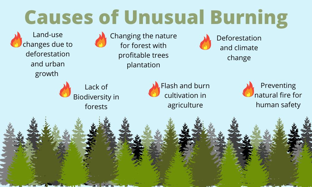 forest fire causes